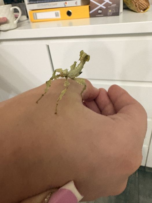 Straszyki australijskie nie wysylam