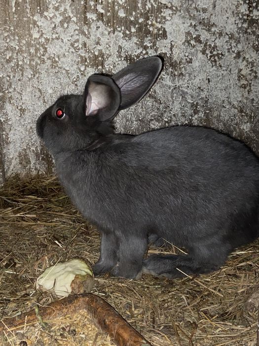 Кролі, кролики, самки