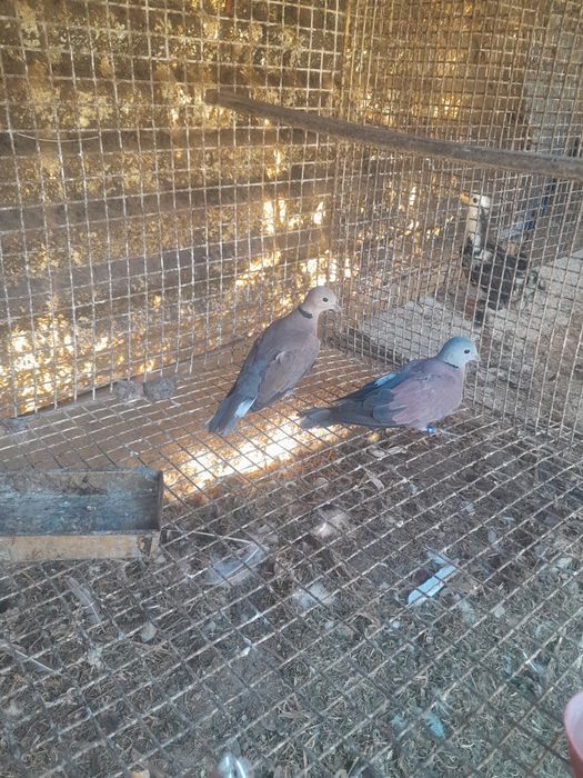 Patos exoticos, pavões, gansos