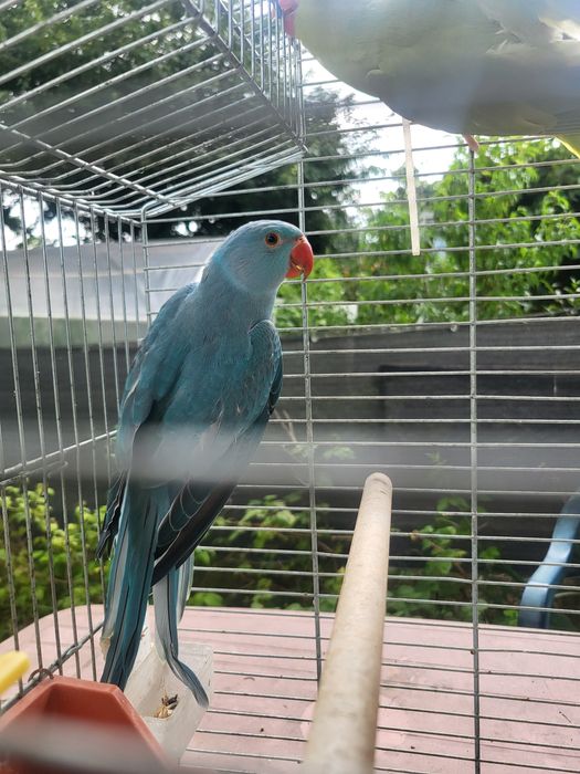 Aleksandretty obrożne młodziutkie z DNA