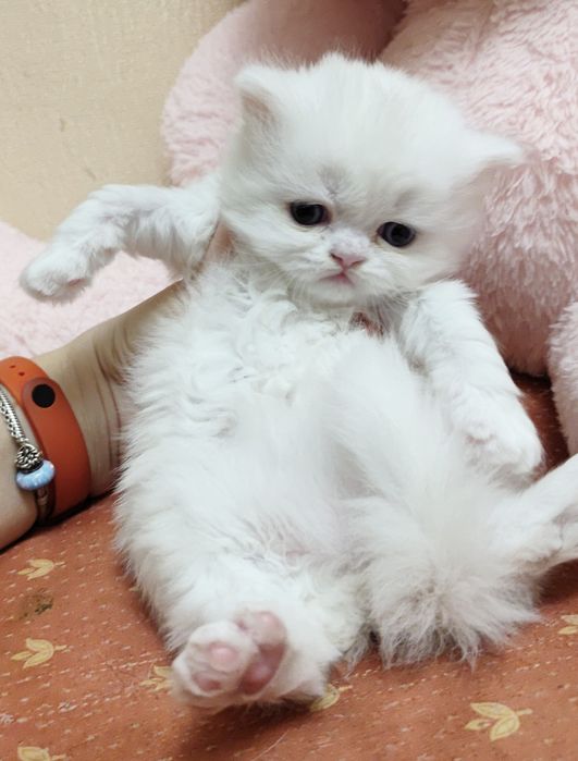 Біла дівчинка шотландська