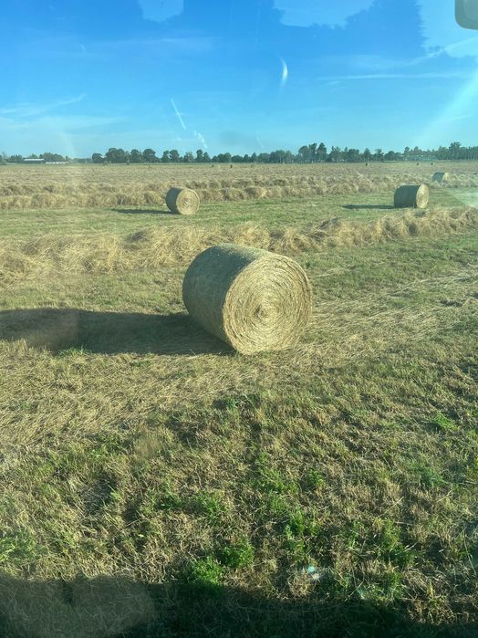 Siano Premium nie nawożone duży transport