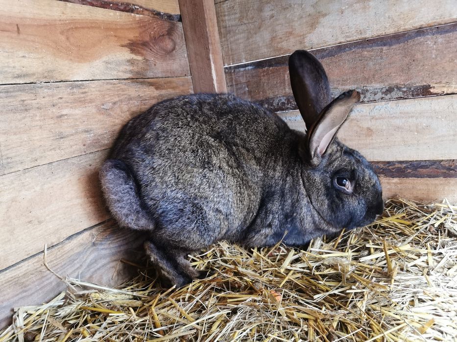 Młode piękne króle