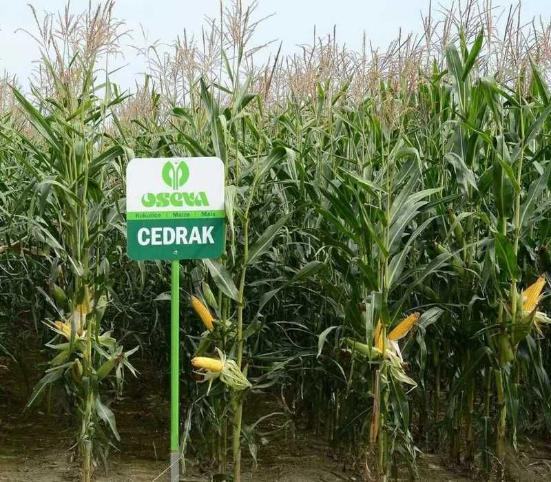 Nasiona kukurydzy CEDRAK kiszonka ziarno FAO 140 (80 tys.)