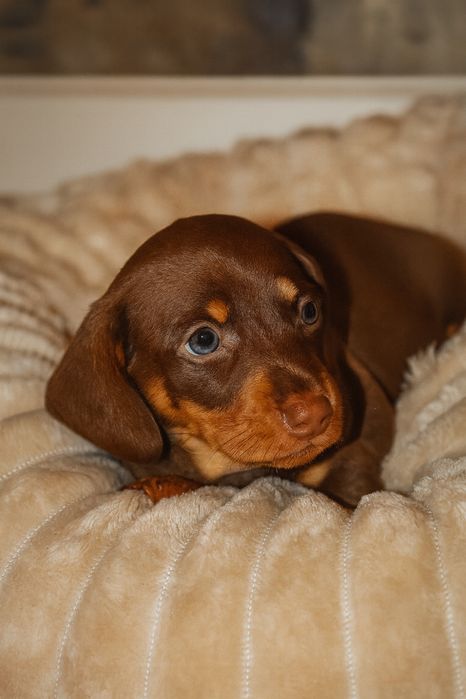 Jamnik Miniaturowy Piesek Czekoladowy