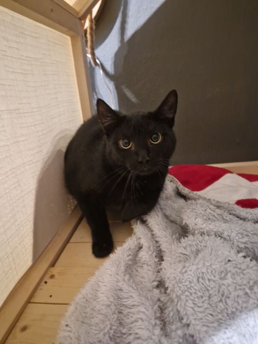 Wiele kotkow szuka pilnie domków