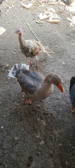 Vendo casal de patos gansos