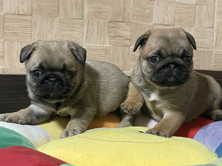 Мопс цуценята абрикосового рідкісного окрасу і бежеві. КСУ