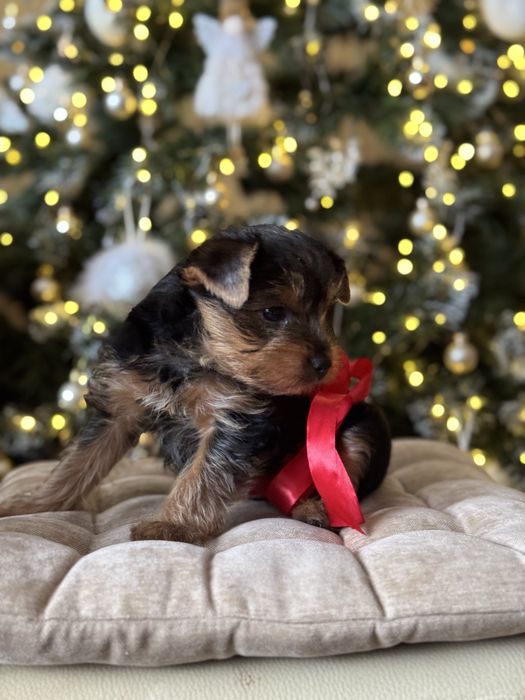 Маленька дівчинка Йорк