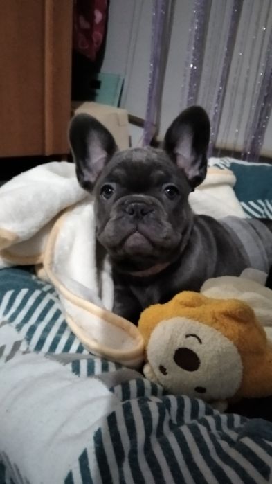 Девочка французский бульдог