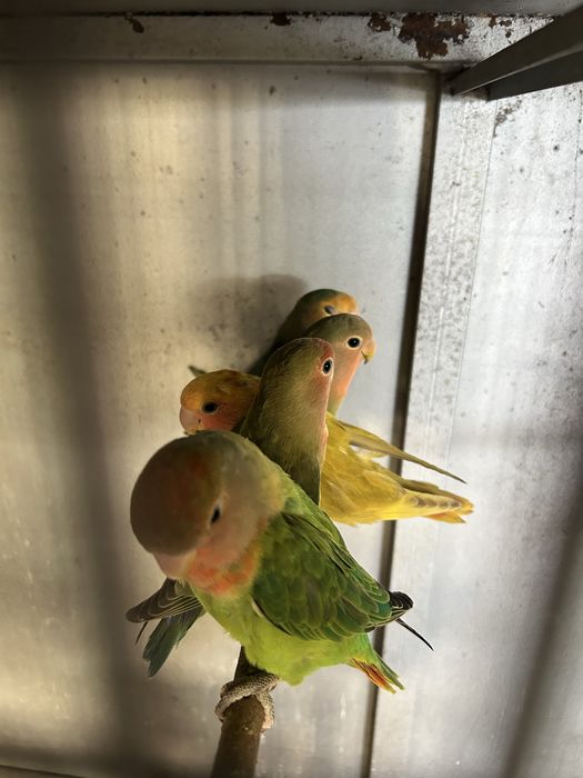 Femeas de agapornis anilhadas e sexadas 2026