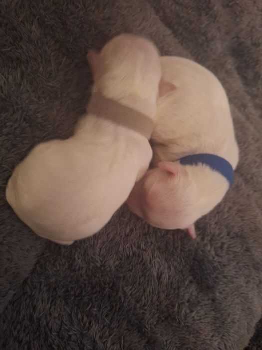 Maltańczyki szczeniaki 2 samce