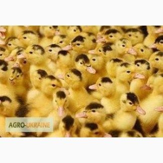 Качки муларди вік два тижні