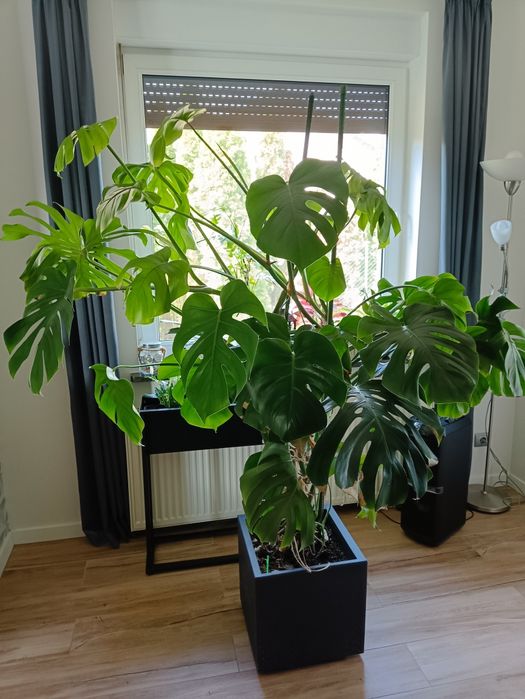 Monstera - duży kwiat