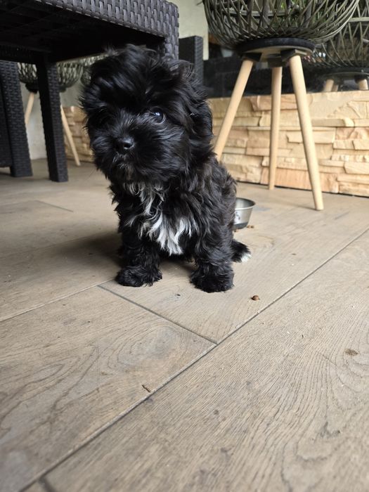 Maltipoo suczka czarna z znaczeniami