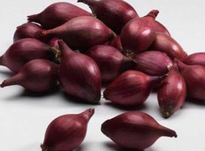 Cebula Dymka Czerwona Wenta 5 kg Piasecki Luz