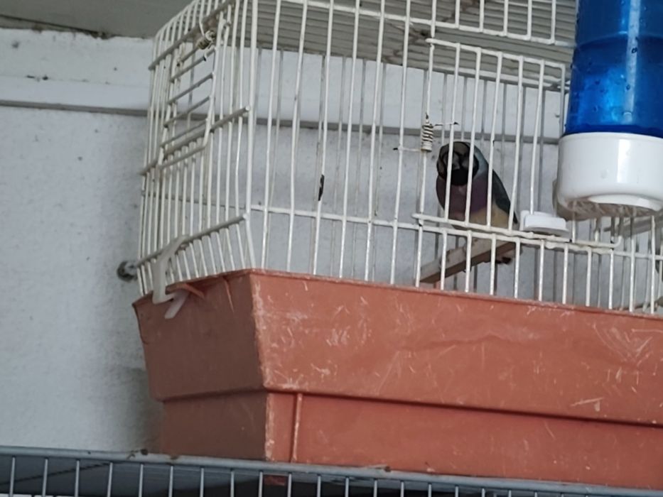 Vendo diamante gould
