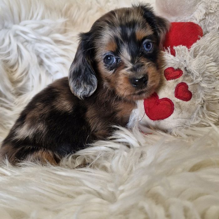 **SISI**jamnik długowłosy maleńka miniaturka /królik blue merle  niebieskie oko do rezerwacji