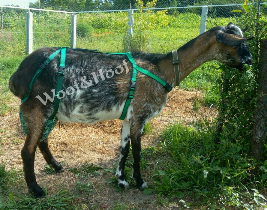 Бюстгальтер, ліфчик для кози. Сумка для вимені