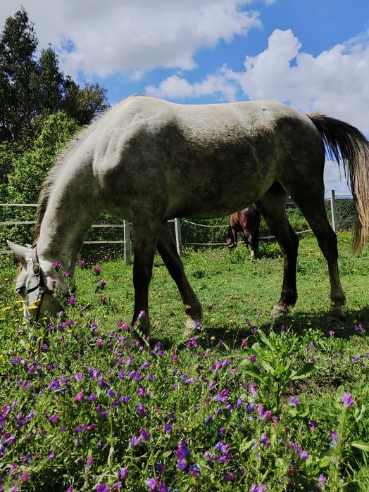 Egua lusoarabe com livro verde