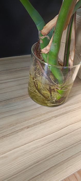 Monstera, bardzo duże liście