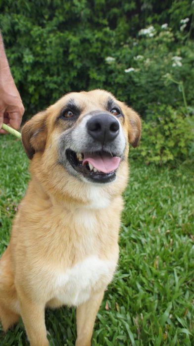 Kiko cao para adoção responsavel