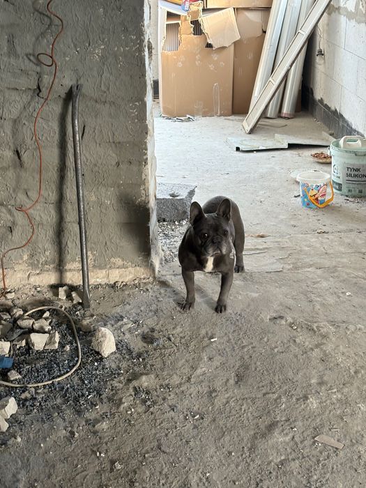 Oddam buldog francuski 3lata