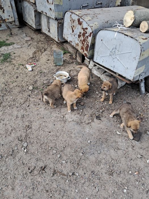 Цуценята, віддам безкоштовно