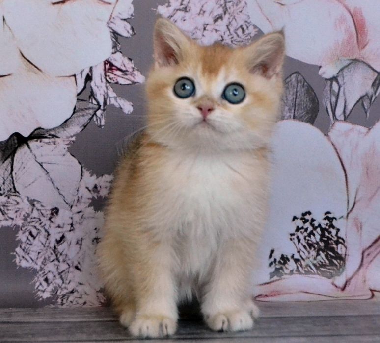 Британские котята короткошерстные золотые  шиншиллы
