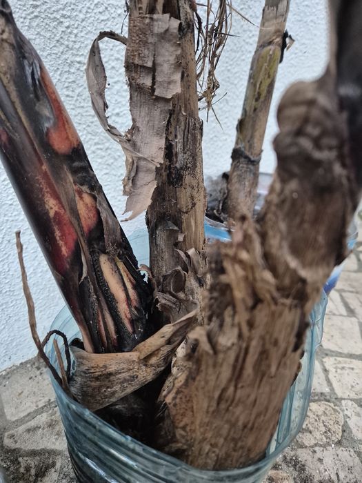 Vendo bananeiras 5 quinas