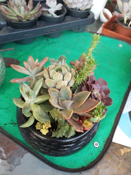 Duas lindas taças de suculentas em cerâmica 18cm .15€
