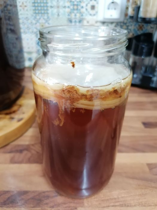 Kombucha - Scoby