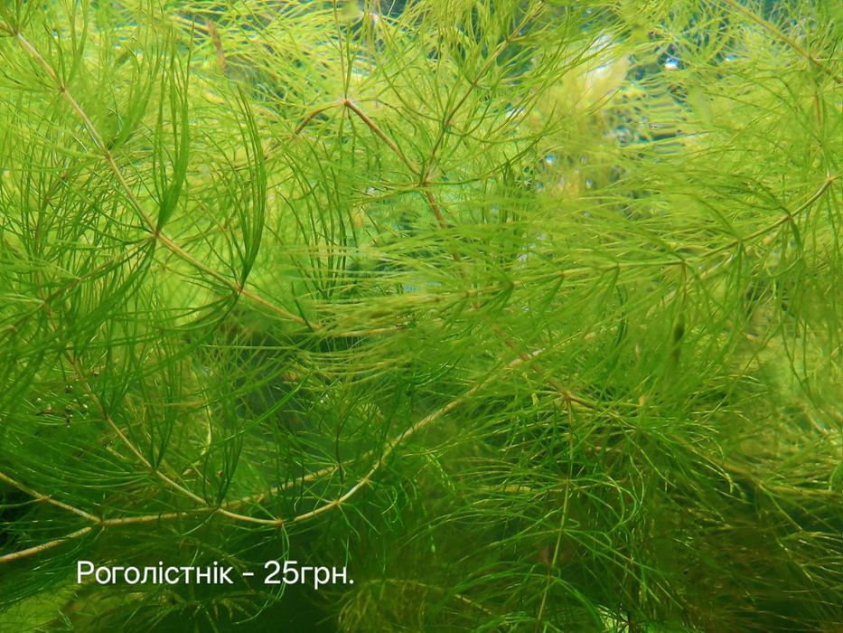 Акваріумні рослини водорості водорослі акваріум