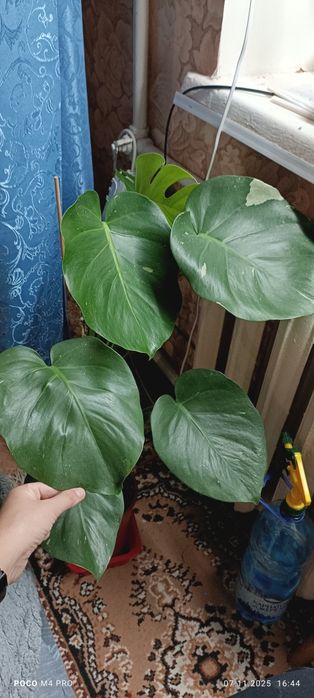 Монстера тайське сузір'я