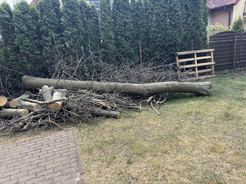 Sprzedam Drewno dębowe, kłody dębowe