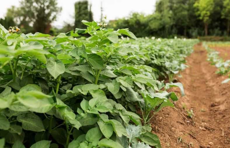 Nawóz naturalny obornik granulowany workowany, warzywa trawa krzewy
