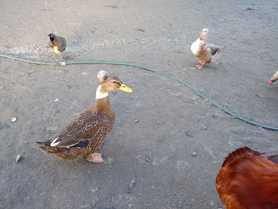 Jaja legowe kaczek staropolskich i piżmowych