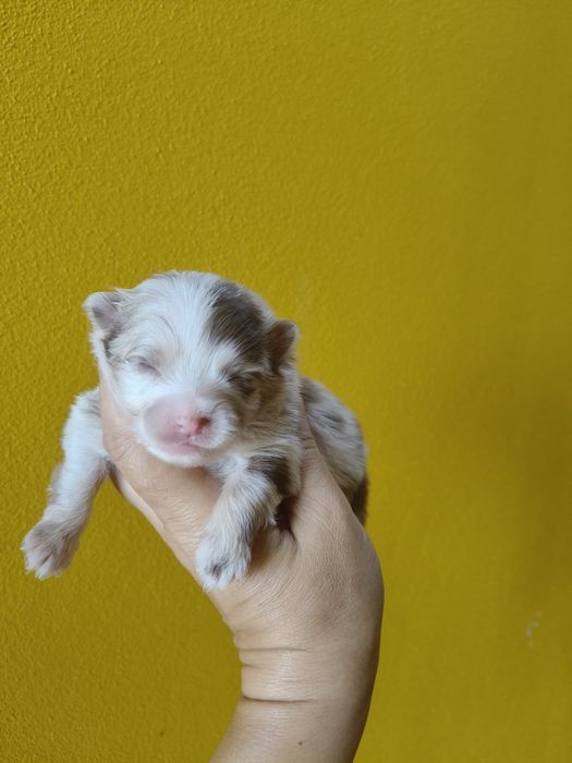 Spitz alemão Red Merle