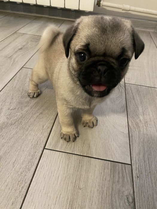 Mops suczka metryczka, wyprawka , czip Gotowe do odbioru