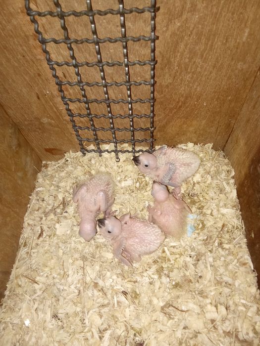 Aves para criar á mão,