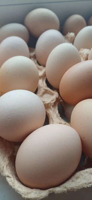 Jaja wiejskie jajka swojskie