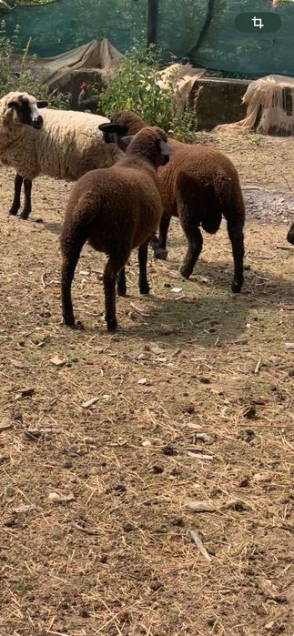 Animais borregos casal