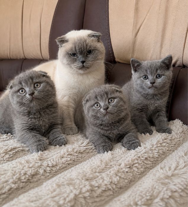 Шотландські висловухі кошенята