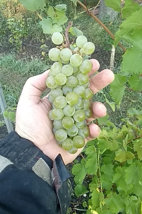 Черенки столового, технического (винного) винограда, инжира, плодовых