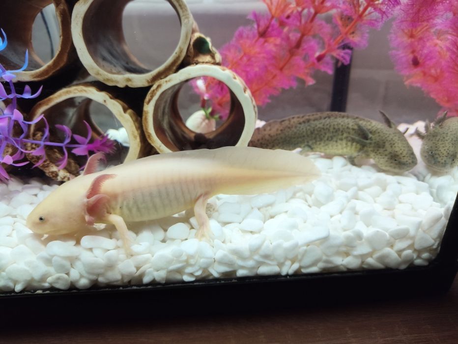 Акваріум 20 літрів