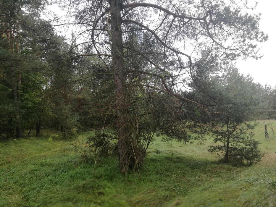 Sprzedam działkę budowlaną z WZ 19 arów – Jasień k. Staszowa - Widok 4