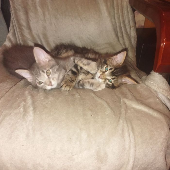 Отдам котят в хорошие руки