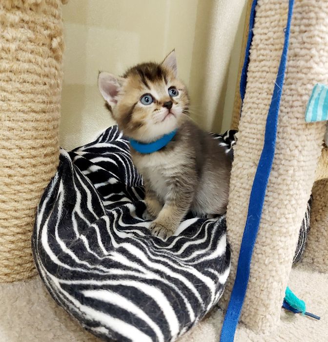 Золота Шиншила хлопчик