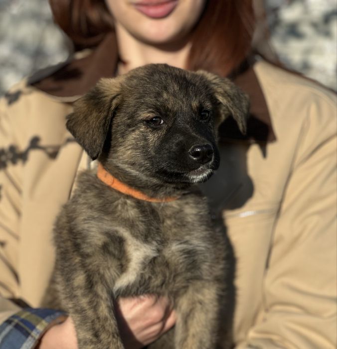 Щенок девочка в добрые руки