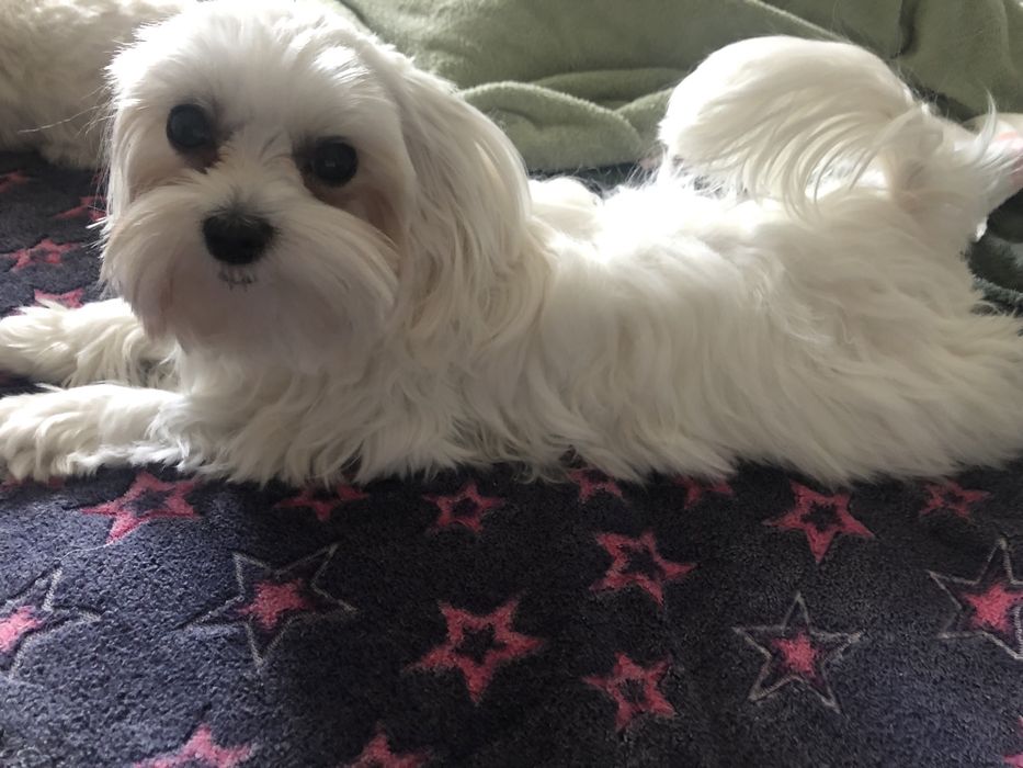 Міні мальтезе